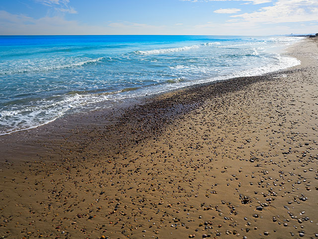 picture El Saler beach and pine forest